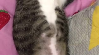 Is my cat sexy sleeping people??