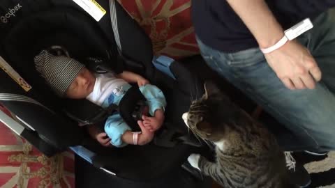 Cats meets babies for the first time,Compilation