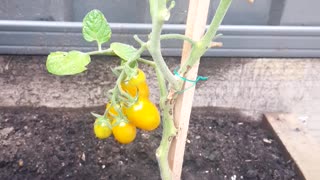 Day 6 Tomatoes