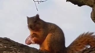 Sneaky squirrel steals baby's pacifier