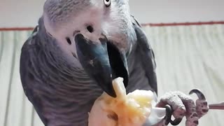 Sophisticated parrot eats banana with a fork