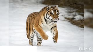 Some Amazing facts about tigers (shorts )