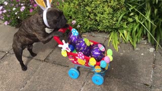 French Bulldog Does Easter Deliveries