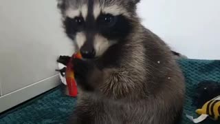 Baby raccoon preciously chews on gummy worm