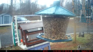 Bird Feeder Camera from 12/5/2021 with a small gang of Purple Finches