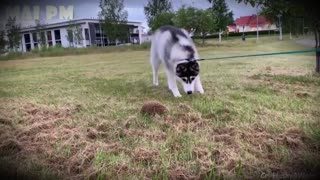 cute dogs having fun with owners