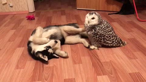 Husky Puppy Has Found A Best Bud In This Owl