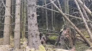 Forest passing