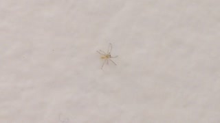 Dancing Spider shaking it's 🍑