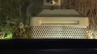 Chubby Raccoon after quarantine