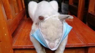 Funny Cat Wearing Facemask to prevent Virus