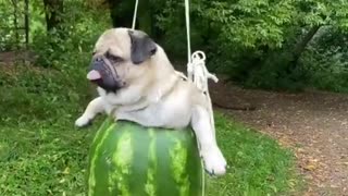 Pug Swinging in a Watermelon Swing