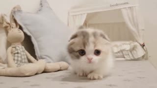 cute kitty playing