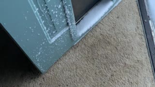 Doggy Surprised by Overnight Snow
