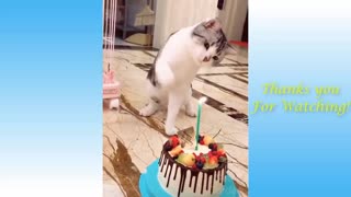 Cute And Funny Animals You Wont Stop Laughing