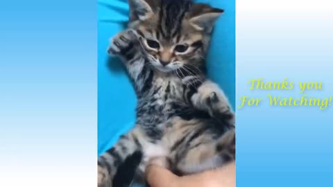 Cute And Funny Pets - Try Not To Laugh To This Pets Compilation #6