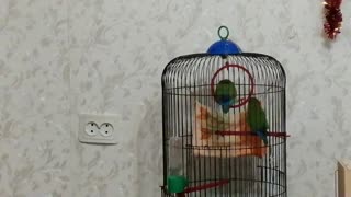 These parrots live in my house.