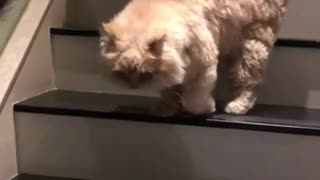 Cat deliberately blocks owner from walking down stairs