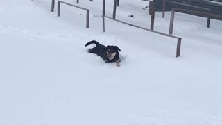 Cute little doggo plays in the snow