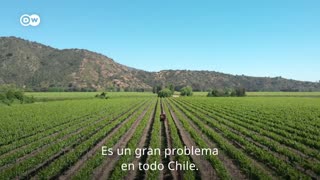 Vino chileno ahora renovable