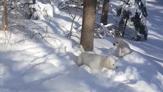 Puppies Play in Powdery Snow
