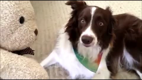 Border Collie doesn't know how to react to teddy bear
