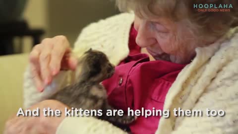 Who Will Save These Kittens? A Memory Clinic?