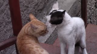 Street cats fight.