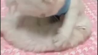 TWO White Cute Kitten Baby Cat Playing