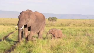 Elephant - Mother and baby