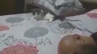 Cat playing with a bald man
