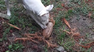 Puppy Loves Coconut