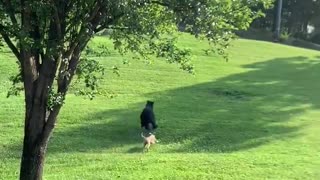 Dog Chases Bear Out of Backyard