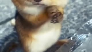 Cute Squirrel Eating Nuts looking so adorable