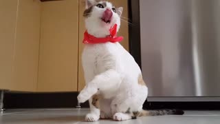 Video Of Funny Cat Video
