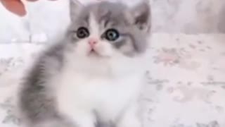 Cute and Funny Baby Cat Video 2021