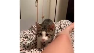 Funny cat jumping