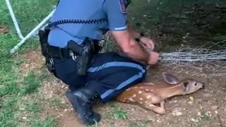 Police Officer comes to the rescue of a fawn trapped in a soccer net