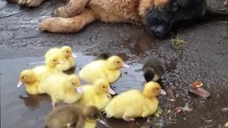 Doggy Loves Looking After Ducklings