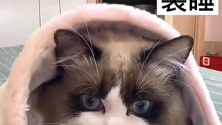Best Cute and Funny Cat Video Compilation 2021