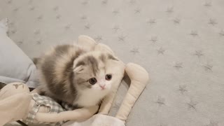 Extremely cute kitten playing