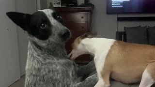 Italian Greyhound meets Blue Heeler