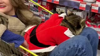 Christmas Shopping With a Raccoon