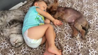 Baby, dog & cat all take sweet nap together