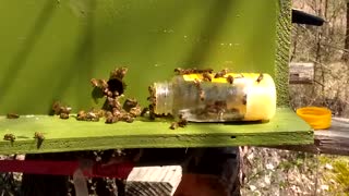 Feed honey to Honey bee's