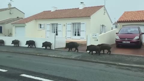 Wild boars invade local street