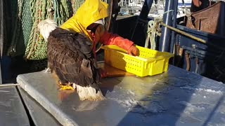 Eagle Steals Fish from Fisherman