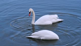 Swan slow motion