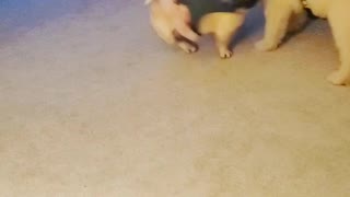 French Bulldog plays with puppy Goldendoodle