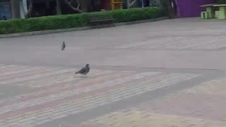 alimentendo os pombos na praça pt11